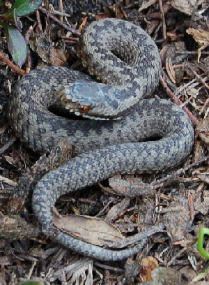 Alcune Vipera berus del canton Vallese